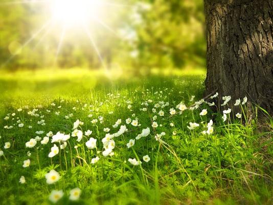 Sonne Wieseweiße Blüten Baumstaum