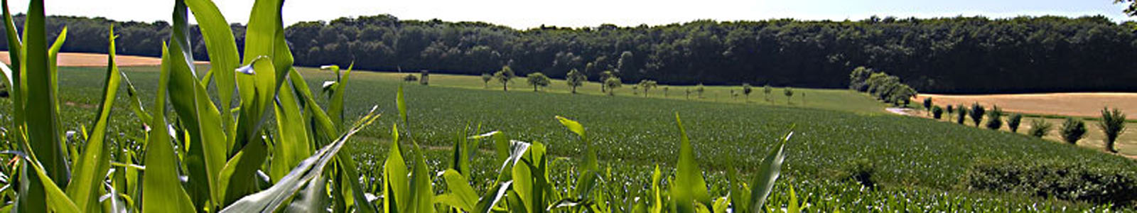 Maisfeld, im Hintergrund Bäume ©Feuerbach